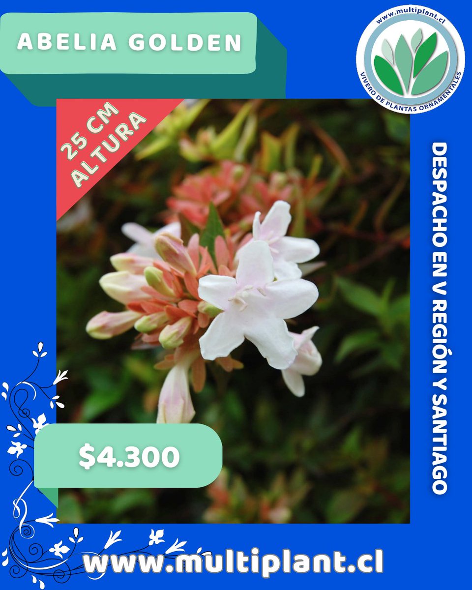 Multiplant1's tweet photo. #Abelia #Golden 

Hermosa planta y arbusto de baja altura, con bellas flores blancas, se usa ornamentalmente en macizos de flores junto a otros arbustos para combinar. 

Disponible en la tienda online de #Vivero #Multiplant 

https://t.co/PgBZQQgpO3 https://t.co/yGY7nTeouQ