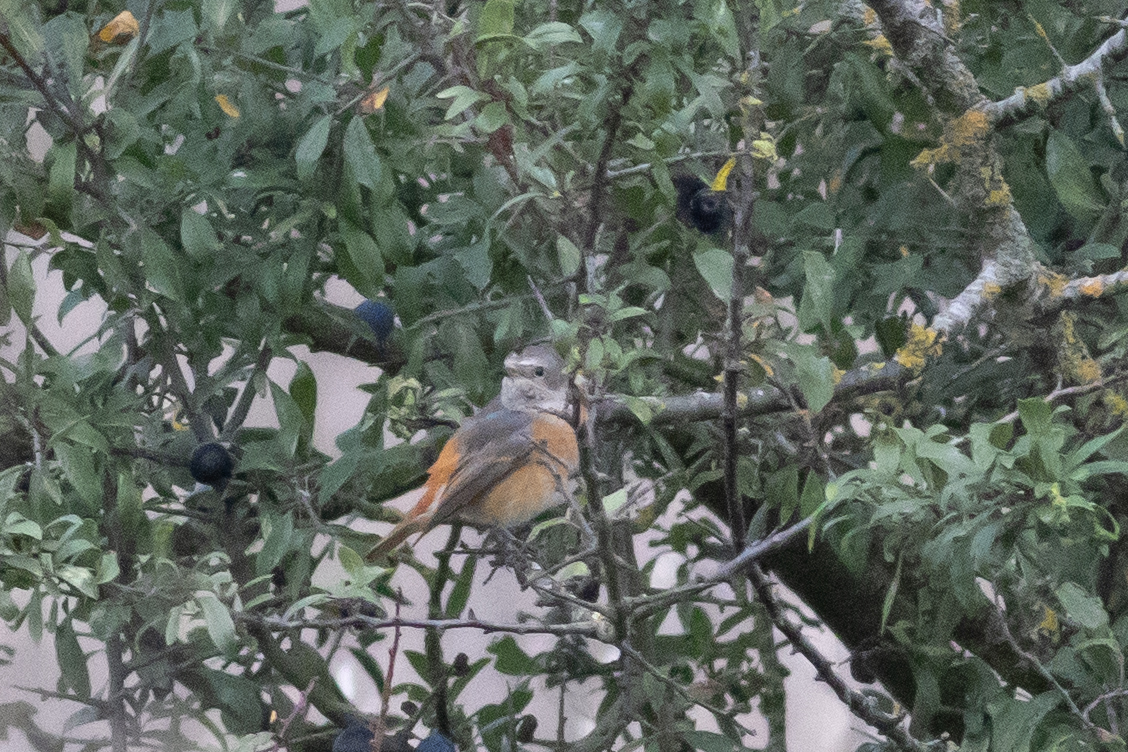 Redstart at Wood Farm in Stanmore this evening. One of my favourite late summer passage migrants, even if a little distant. #woodfarmbirds #londonbirds