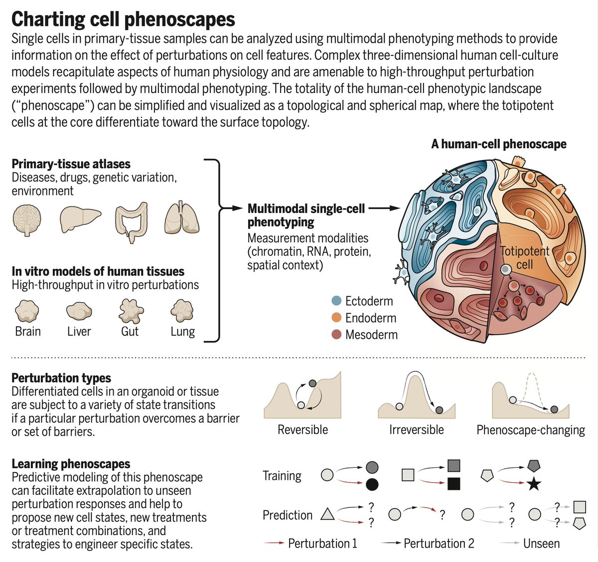 Excellent Perspective from <a href="/josch_f/">Jonas (josch1@bsky)</a> <a href="/GrayCampLab/">Gray Camp</a> <a href="/TreutleinLab/">Treutlein lab</a> calling for cell atlases to be complimented by HT perturbation experiments — leading to cell 'Phenoscapes'. 

Static cell atlases are very important, but we still need to do experiments. 

science.org/doi/full/10.11…