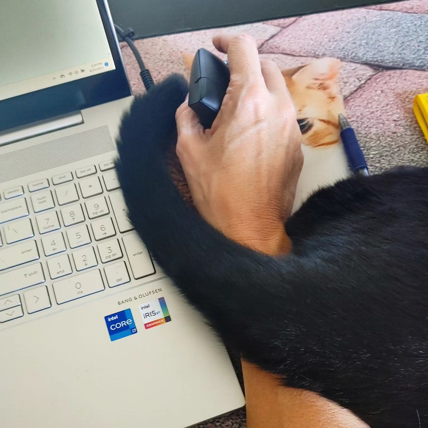 Kristen_Painter's tweet photo. Just a standard day of writing. #writingwithcats #WritingCommunity #AuthorsOfTwitter https://t.co/ZMBYc4JGvF