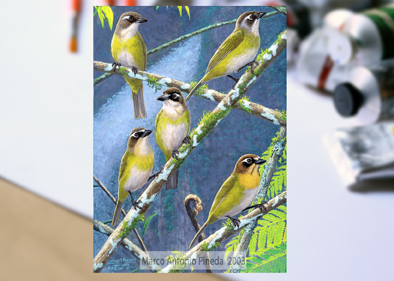 bioimagenmap's tweet photo. #Ilustración de interior para el #artículocientífico : Sánchez-González, L.A. et al, 2007. Taxonomy of Chlorospingus ophthalmicus in Mexico and northern Central America, publicado en Bulletin of British Ornithologists’ Club.
Clorospingos. 2003
#marcoantoniopineda
#Acrílico https://t.co/qbPKmv4oLS