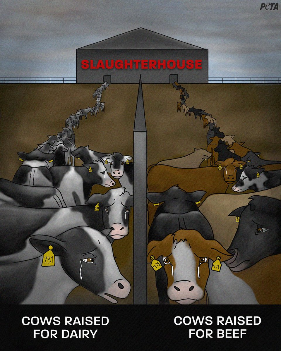 Reminder that cows raised for dairy have the same deadly fate as cows raised for beef 😢
 
Make a difference this #NationalBurgerDay & every day by eating a vegan one 🍔