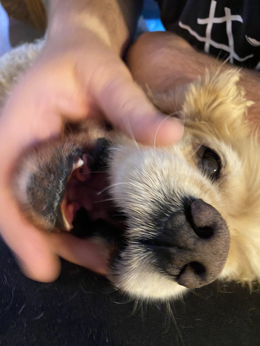 SpanielsSuper's tweet image. I’ve been playing Ronnie’s special #GetMyNose game with dad
It’s #GreatFun