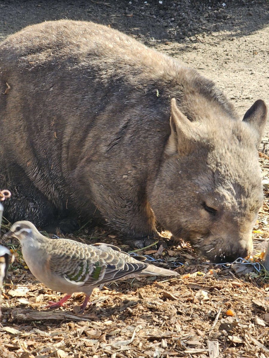 MeiRoseOS's tweet image. don't know what im doing rn. any suggestions