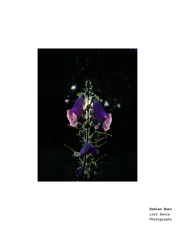 that_damian's tweet photo. Am happy to share with you that I was recently featured with my photography in a magazine (Uitwaaien Magazine https://t.co/0Inf8wmAci) for local artists. Feel free to check it out by using the following link to browse the latest edition online:
https://t.co/flIPVY2Bid https://t.co/GufH4vykwR