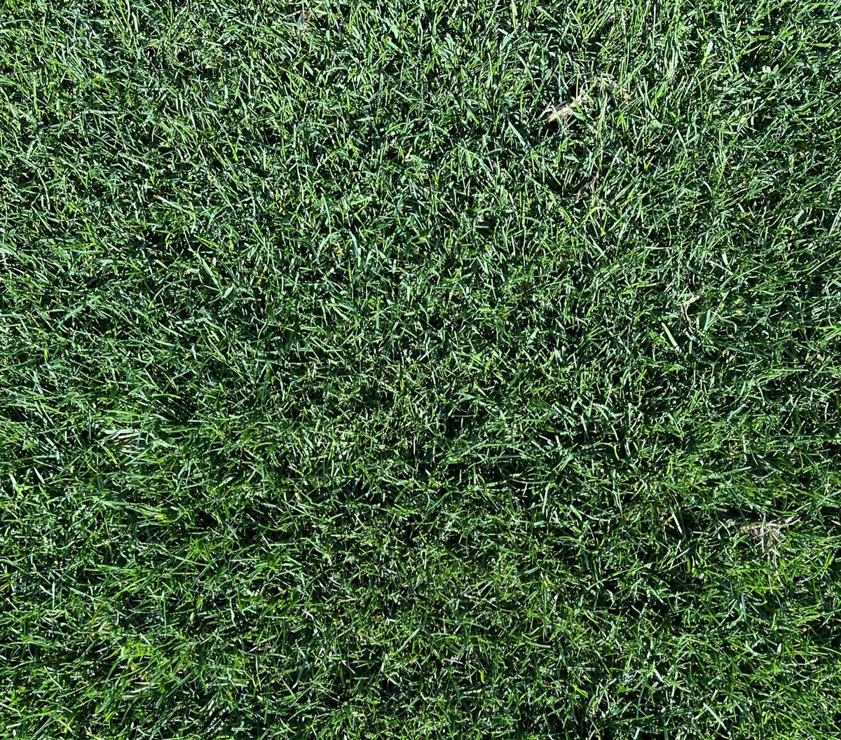 PastureGenetics's tweet photo. El raigrás perenne de césped GREENLAND de @SemillasFitoTG empuja y se luce de la mano de especialistas atentos a las buenas prácticas. Varios ejemplos de canchas de fútbol ⚽️ y rugby 🏉 de clubes que nos eligen.
Gracias por confiar en @PastureGenetics https://t.co/ZsUBmBIjUG