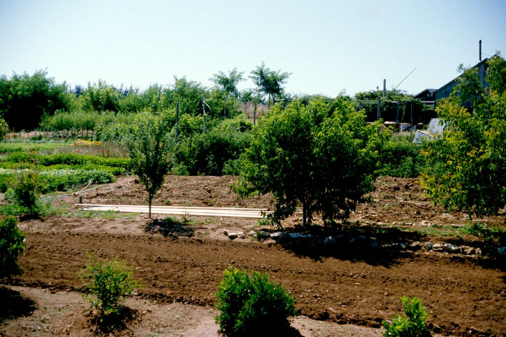 UCSCLibrary's tweet image. This is a photo of an orchard from Tina Silverstein's slides in our digital collections. It sure looks refreshing - are you growing anything over the summer? Let us know in the comments!
#ThrowbackThursday #UCSC #GoSlugs #FarmAndGardenProject