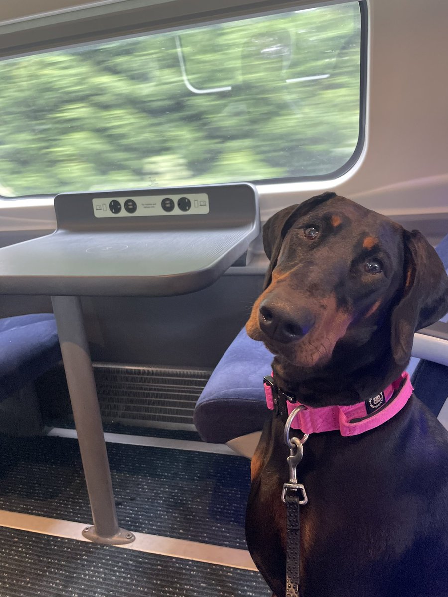 StaceyMcCann79's tweet photo. @AvantiWestCoast know you don’t always get the best press but; would like to thank you for the fabulous service for myself and my dog MAN-EUS 23/08 and EUS-MAN 24/08 
She gives you 5 ⭐️ https://t.co/n9YCoEZBXF