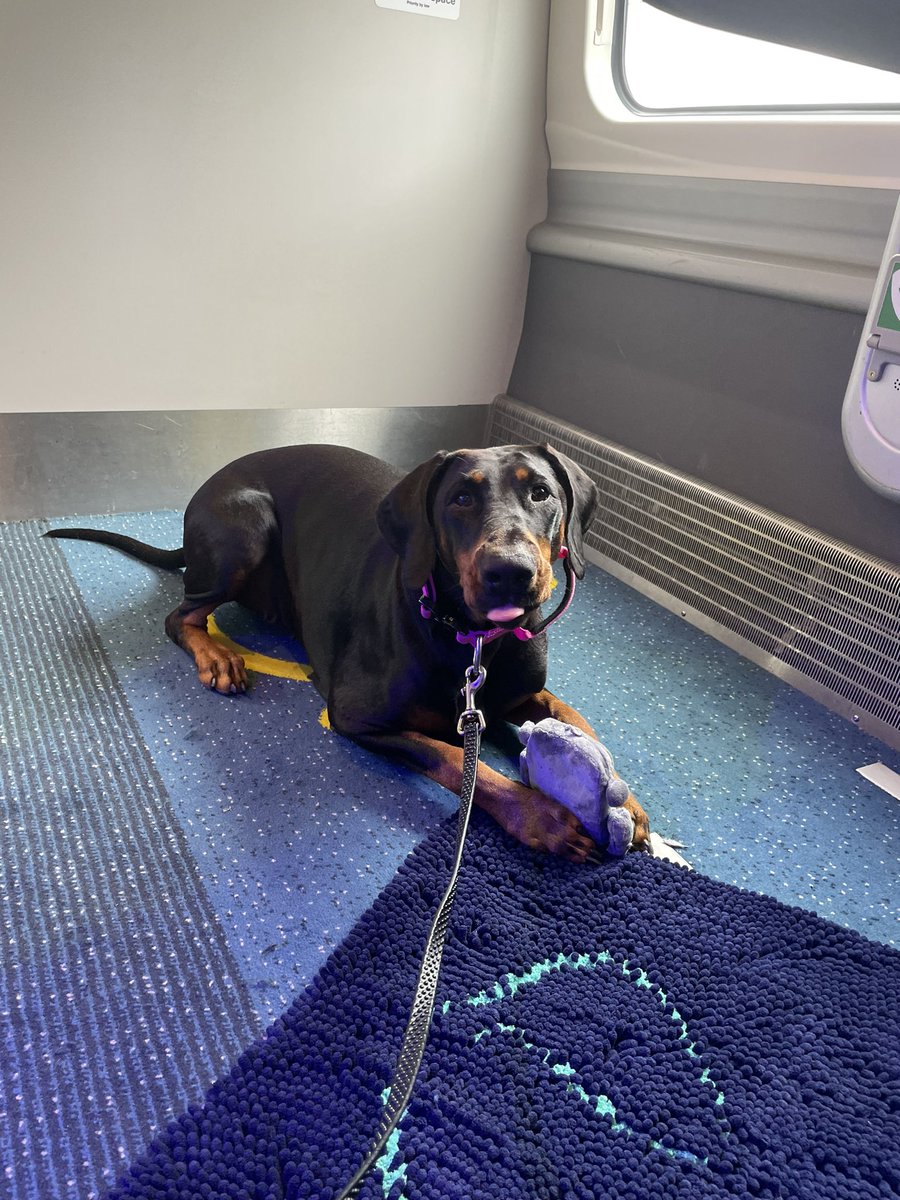 StaceyMcCann79's tweet photo. @AvantiWestCoast know you don’t always get the best press but; would like to thank you for the fabulous service for myself and my dog MAN-EUS 23/08 and EUS-MAN 24/08 
She gives you 5 ⭐️ https://t.co/n9YCoEZBXF