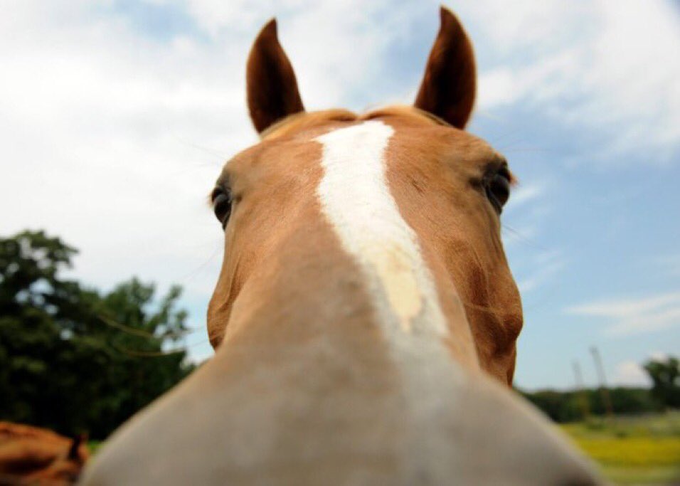 reacthorse's tweet image. Horse very close up, sniffing camera and curious.