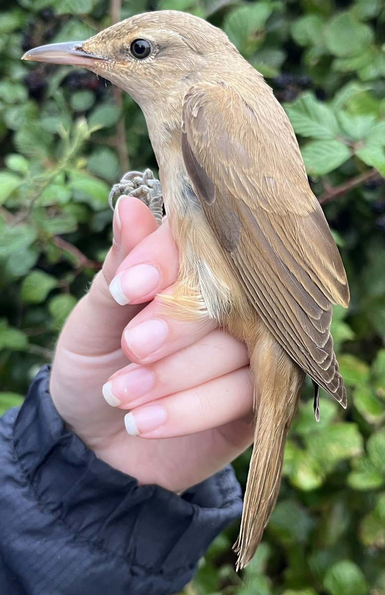 Day 4 Donges, France. Sadly rain stopped play after 90 minutes as after processing 150 birds, our penultimate day could’ve been our biggest? A juv Cuckoo was a good start and check out the streaks on this adult Aquatic Warbler, one of two caught. <a href="/EugeneBirds/">Eugene Archer</a> <a href="/_EURING/">EURING</a> #acrola