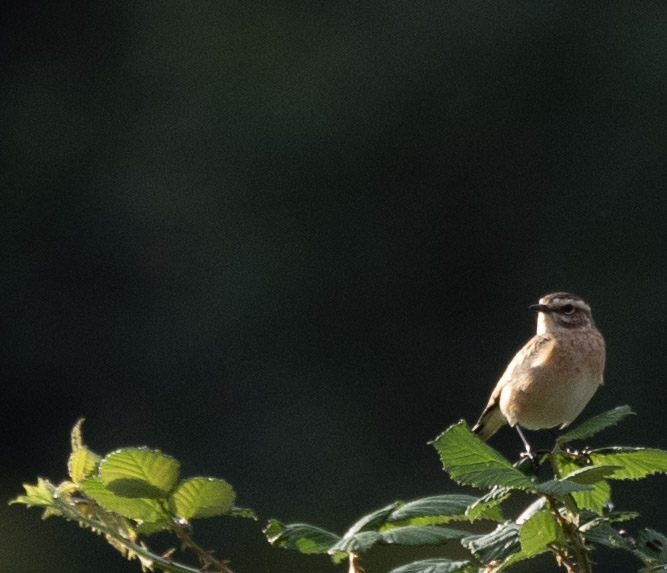 cyclebirdman's tweet image. At least 3 Whinchat onsite now,Cole Green Fields, WGC too @Hertsbirds @HMWTBadger @TarmacLtd @Natures_Voice
#stopparkland
