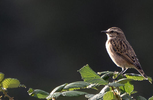 cyclebirdman's tweet image. At least 3 Whinchat onsite now,Cole Green Fields, WGC too @Hertsbirds @HMWTBadger @TarmacLtd @Natures_Voice
#stopparkland