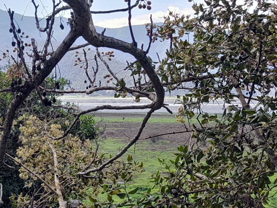 JorgeTobarRodr2's tweet photo. La primera fotos son de la Laguna de Aculeo, las demás son del bello paisaje qué nos ofrece Pintue.
#LagunaDeAculeo
#agua
#vidanatural
#pintue
#invierno2023
#paisajesdechile https://t.co/yYJl2pMqwz