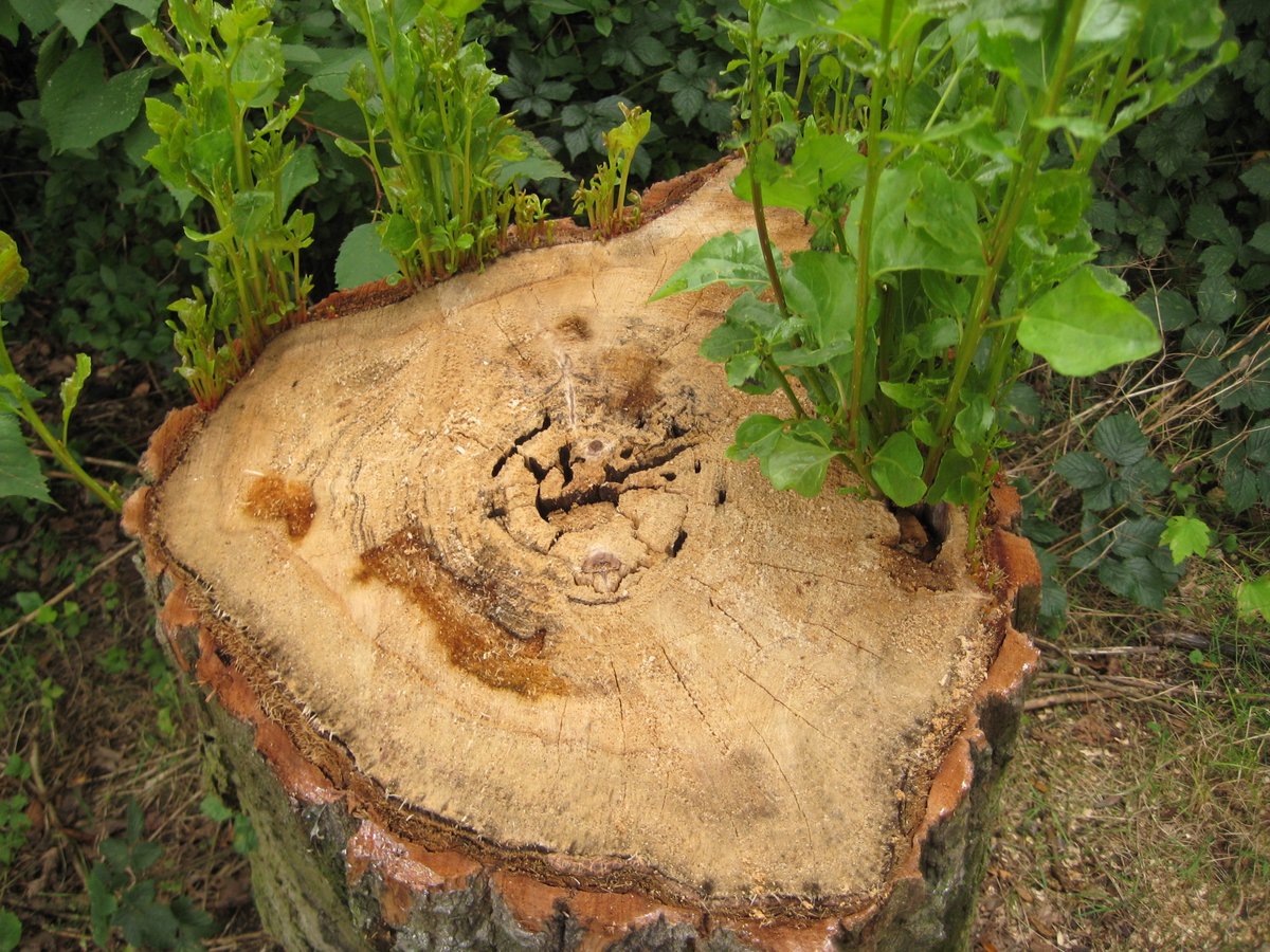treeruss's tweet photo. How do trees grow?
How long can they live?
Why are fungi &amp; trees best of friends?

Free Guided tree walk
Welsh Harp (Brent Reservoir)
Sat 26th August 2-3.30pm

Tickets here: https://t.co/IDCwQpMRhw

#TreeWalks #TreePhysiology #TreeGrowth #KnowTrees #TreeRussWalks https://t.co/3oRSxbhpSZ