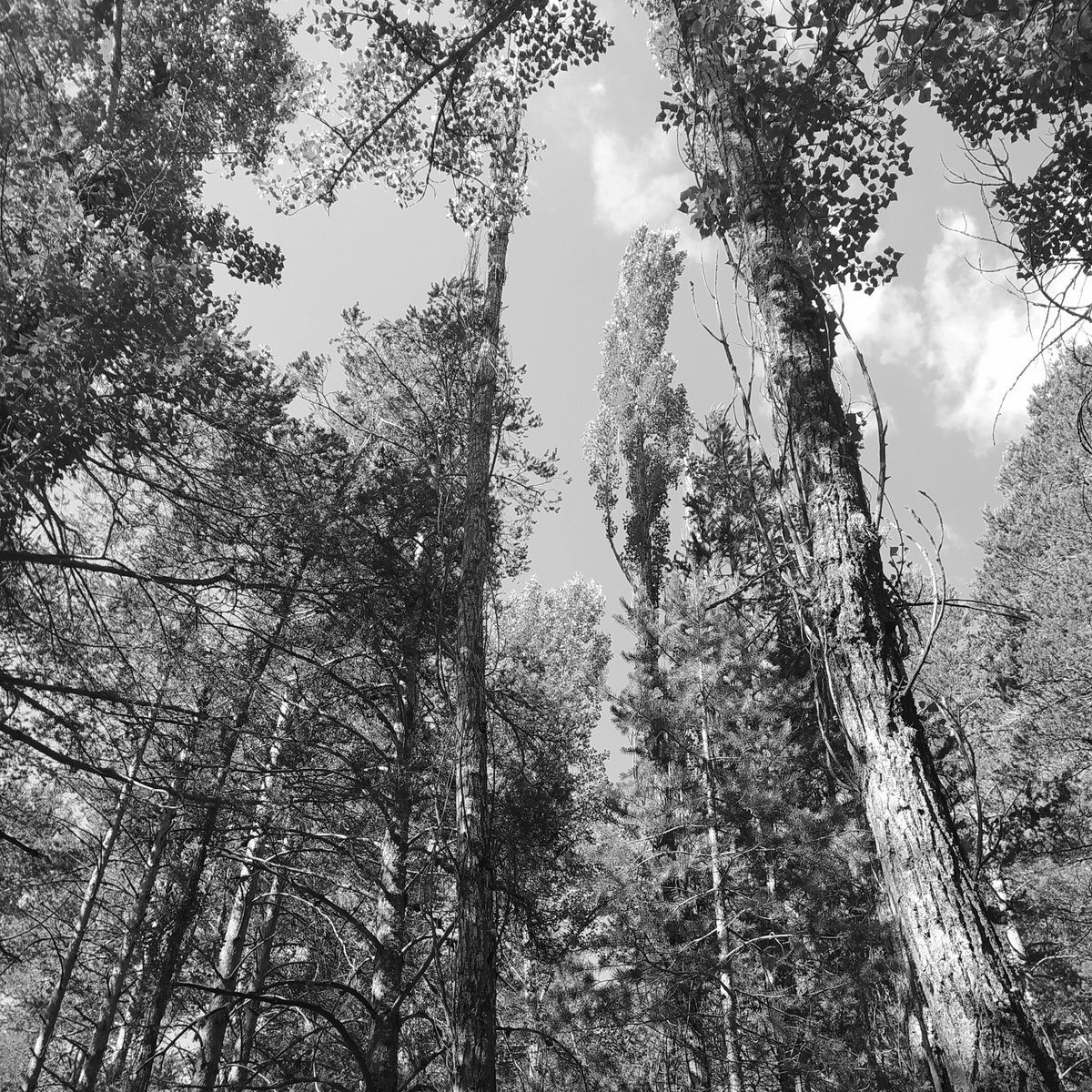 FranRomi17's tweet photo. Tres días de lluvias torrenciales dieron paso a un crepúsculo de densa niebla que, cual telaraña tenebrosa y muda, terminó por ocupar cada rincón del bosque de Hattwood.
Fue entonces cuando Jasper Collins apareció.

𝐇𝐚𝐮𝐧𝐭𝐞𝐝 𝐂𝐫𝐞𝐞𝐤
https://t.co/ccaIHdoFOP https://t.co/o6rjGL6mRV