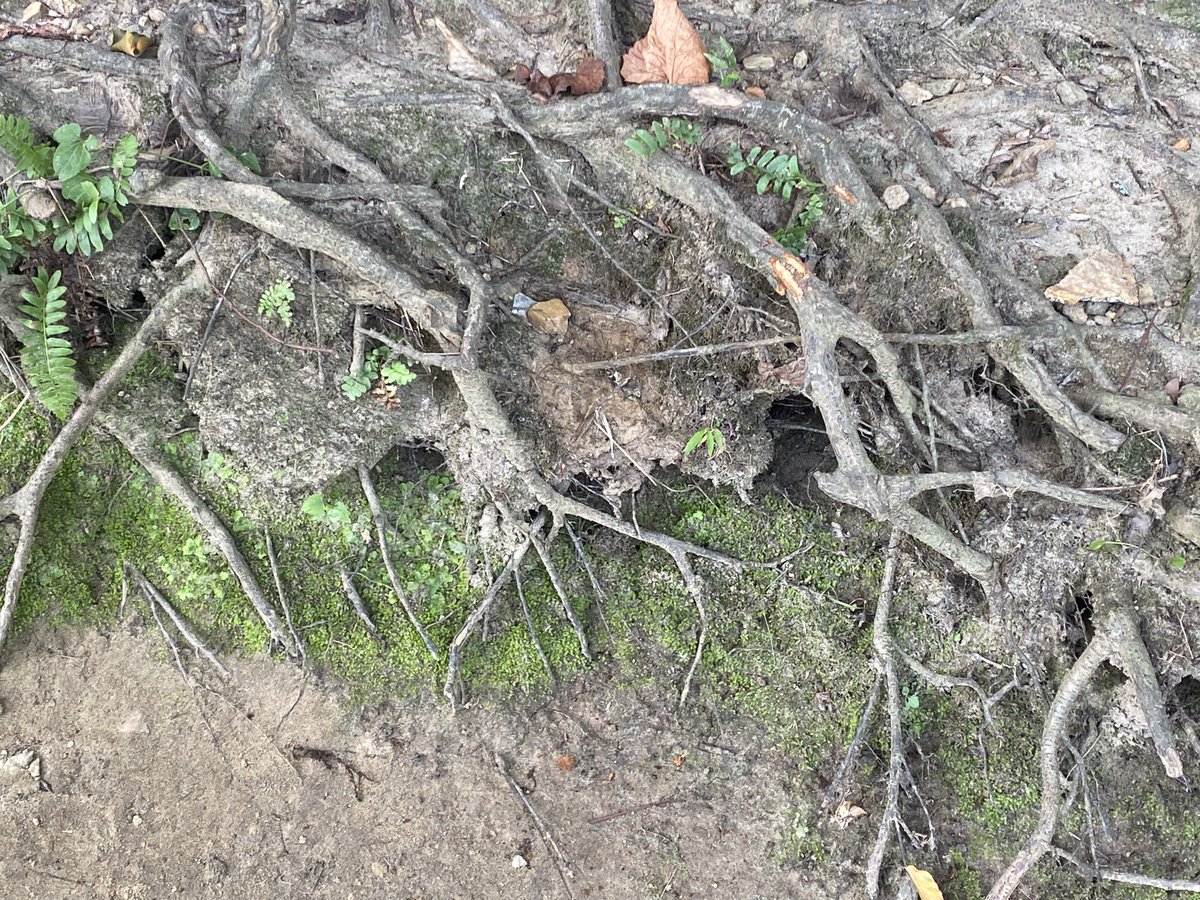 UrbanAdvSquad's tweet image. What real ecosystems or fictional universes do you imagine or think about when you explore your neighborhood? This week at the Squad, we’re creating decorative, 3-D maps that tell a story of a world we see or imagine. ￼#ThisIsOutdoorLearning 
#CityAsAClassroom 
#OutdoorClassroom