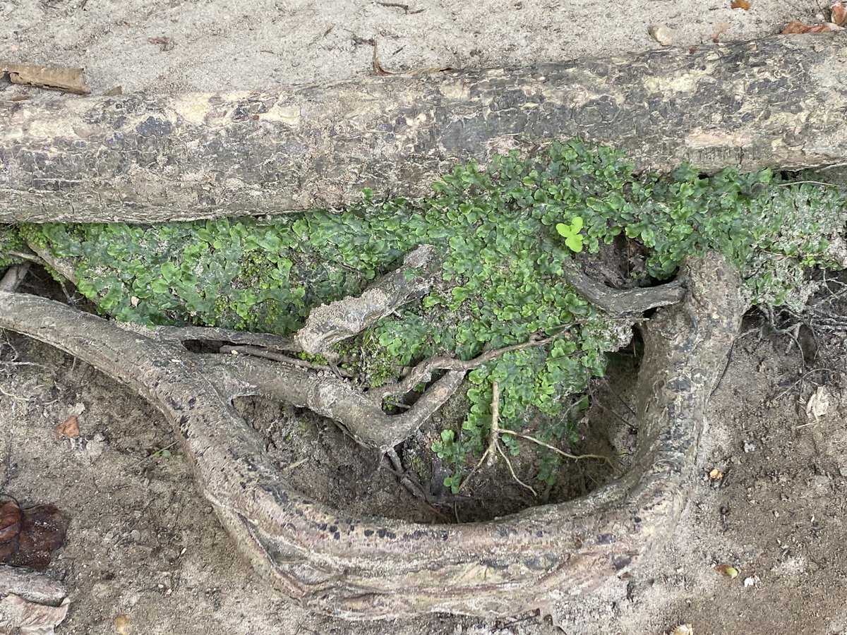 UrbanAdvSquad's tweet image. What real ecosystems or fictional universes do you imagine or think about when you explore your neighborhood? This week at the Squad, we’re creating decorative, 3-D maps that tell a story of a world we see or imagine. ￼#ThisIsOutdoorLearning 
#CityAsAClassroom 
#OutdoorClassroom