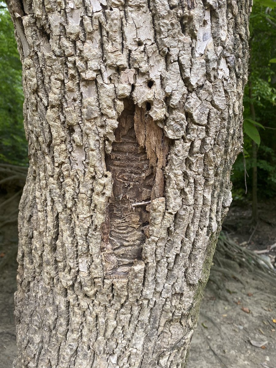 UrbanAdvSquad's tweet image. What real ecosystems or fictional universes do you imagine or think about when you explore your neighborhood? This week at the Squad, we’re creating decorative, 3-D maps that tell a story of a world we see or imagine. ￼#ThisIsOutdoorLearning 
#CityAsAClassroom 
#OutdoorClassroom