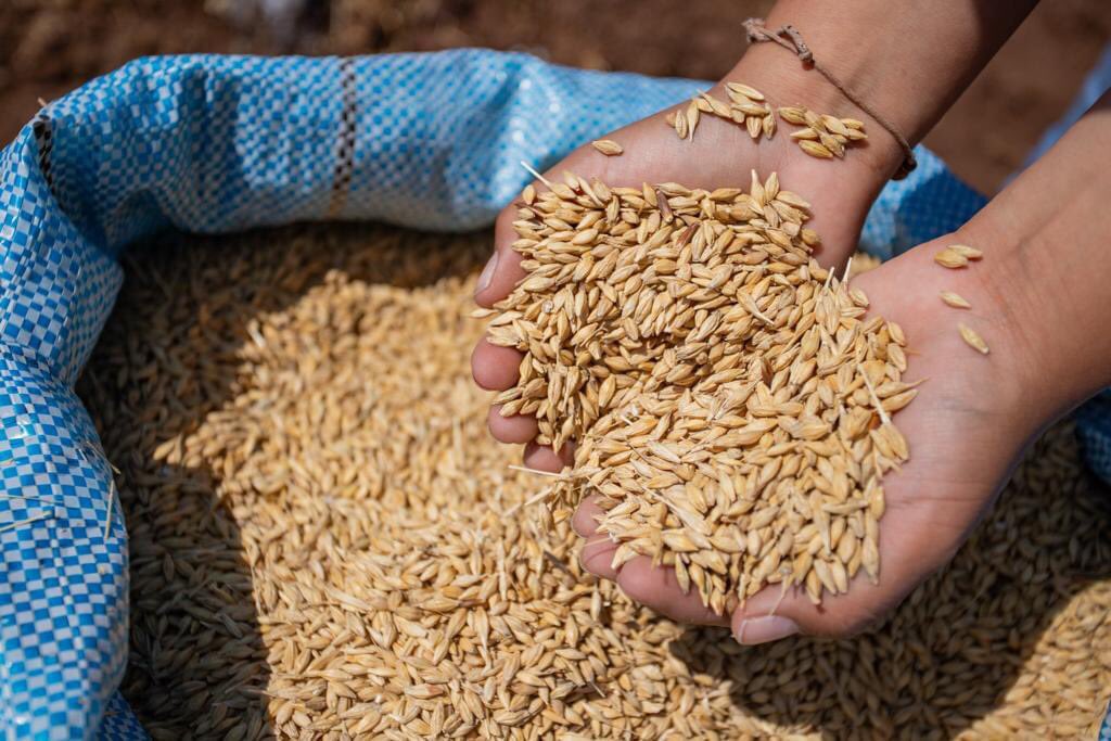 NellyParedesDC's tweet photo. Además, desde @agroruralPER impulsaremos el mejoramiento del piso forrajero, brindando capacitación y asistencia técnica, así como la dotación de semillas de calidad. https://t.co/SRnc81zlSp