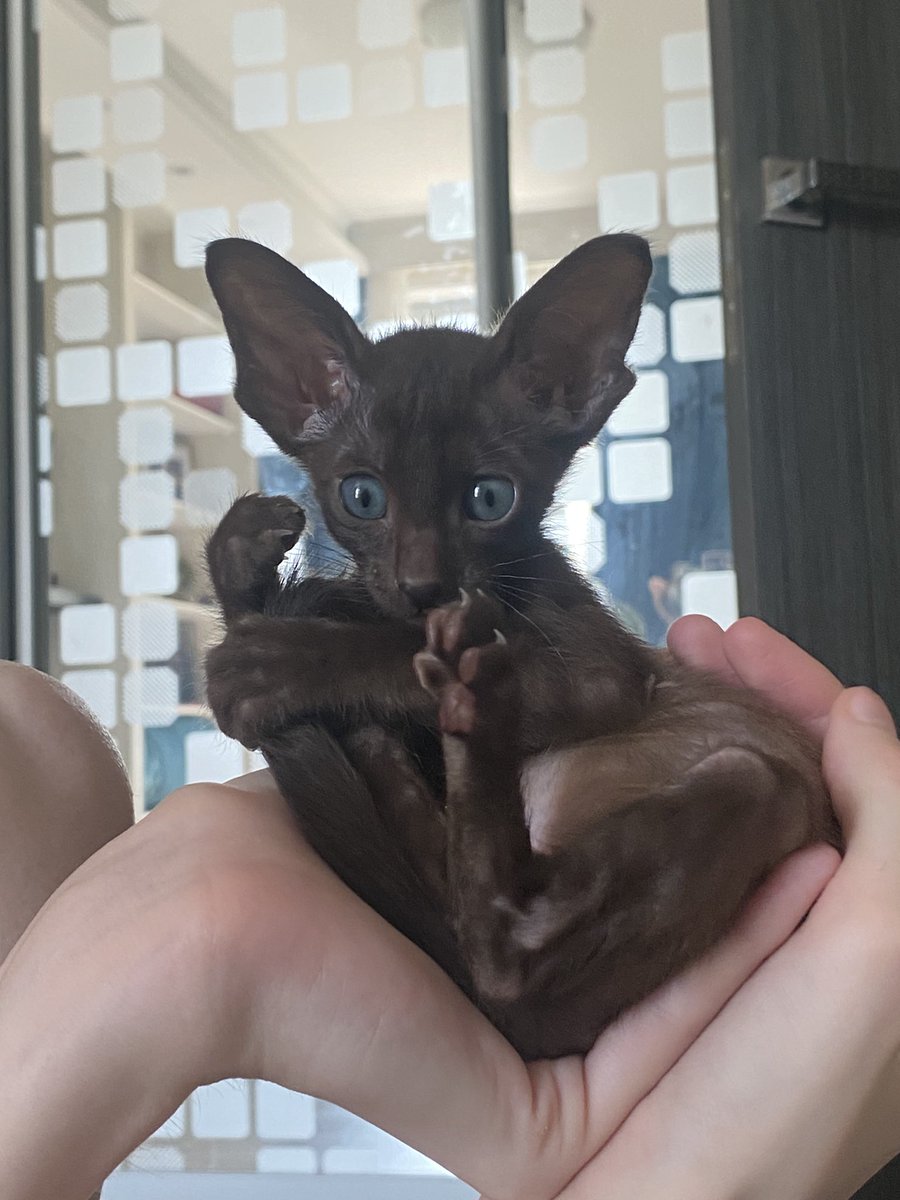 Кутюрье пидоротье© tweet media