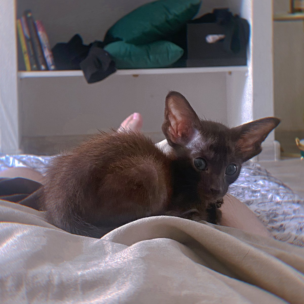 Из приятных новостей! Это наш с Линой ребенок! 
Назвали Фродо✨