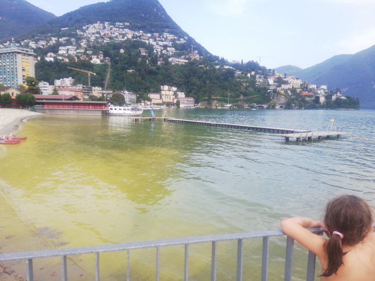 Lago giallo grazie ai #cianobatteri
#luganomycity #lidodilugano