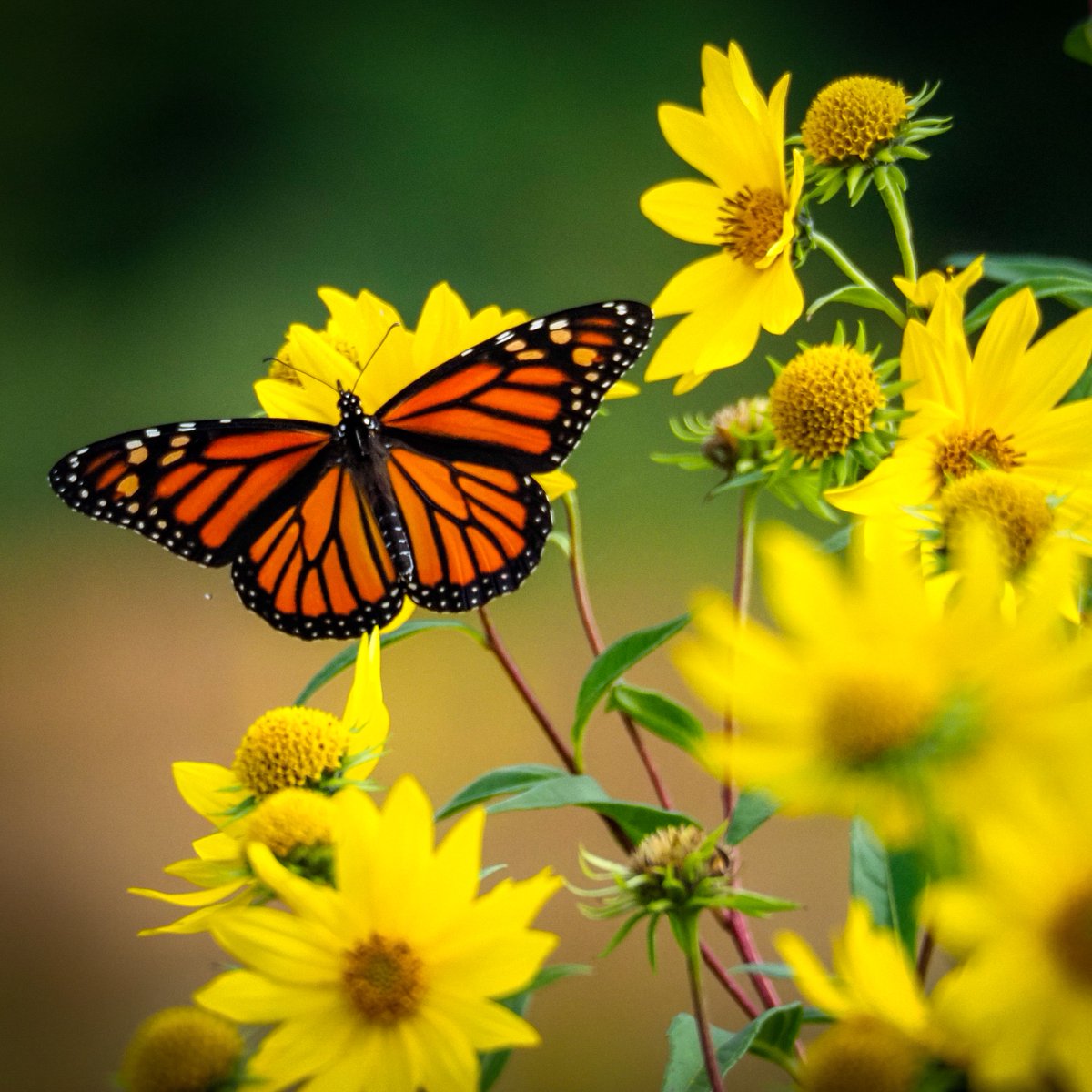 Calling all monarchs who need some protection 👑 mutualofomaha.co/3OZK0h9 👑 Wing & Feather Insurance provides butterflies everything they need for their long annual journey — travel coverage if they run into bad weather, medications to fight off disease and plenty of milkweed.