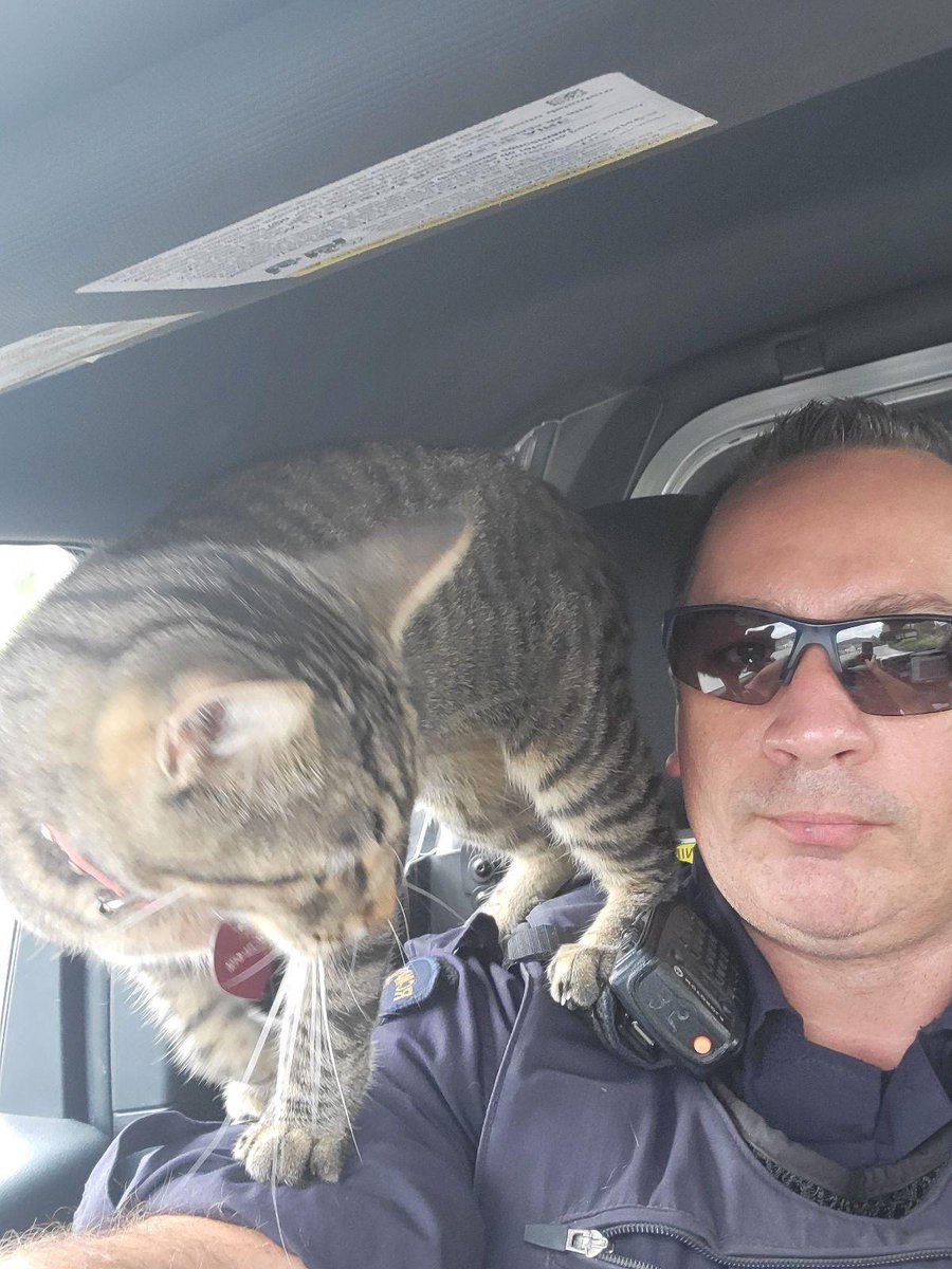KelownaRCMP's tweet photo. While ensuring the security of one of our evacuated neighborhoods, RCMP Cst. Ennis found Sassy. While waiting for the owner, the new friends completed their patrols together. @BCRCMP @KelownaRCMP @cityofkelowna @WestKelownaCity https://t.co/iGySldYVeL