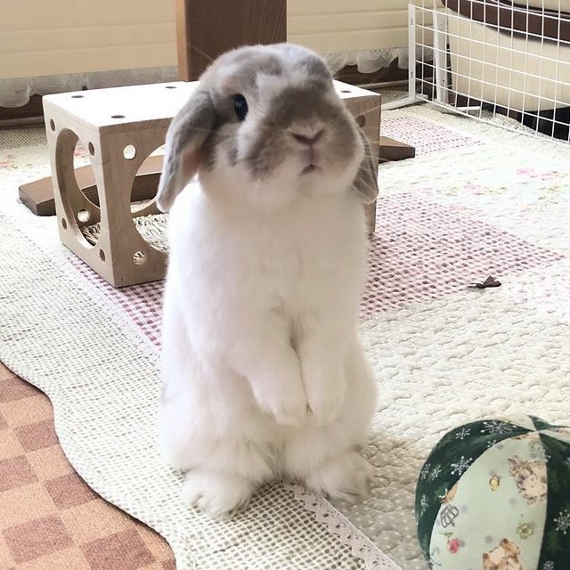 bunkoo pics !! 🐰💜 tweet media