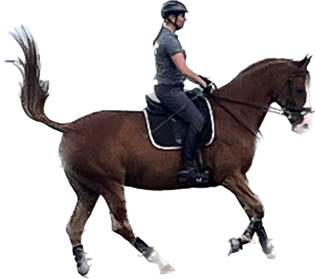 Uphill canter 😳🐎💕💕 @CathLabNewbie