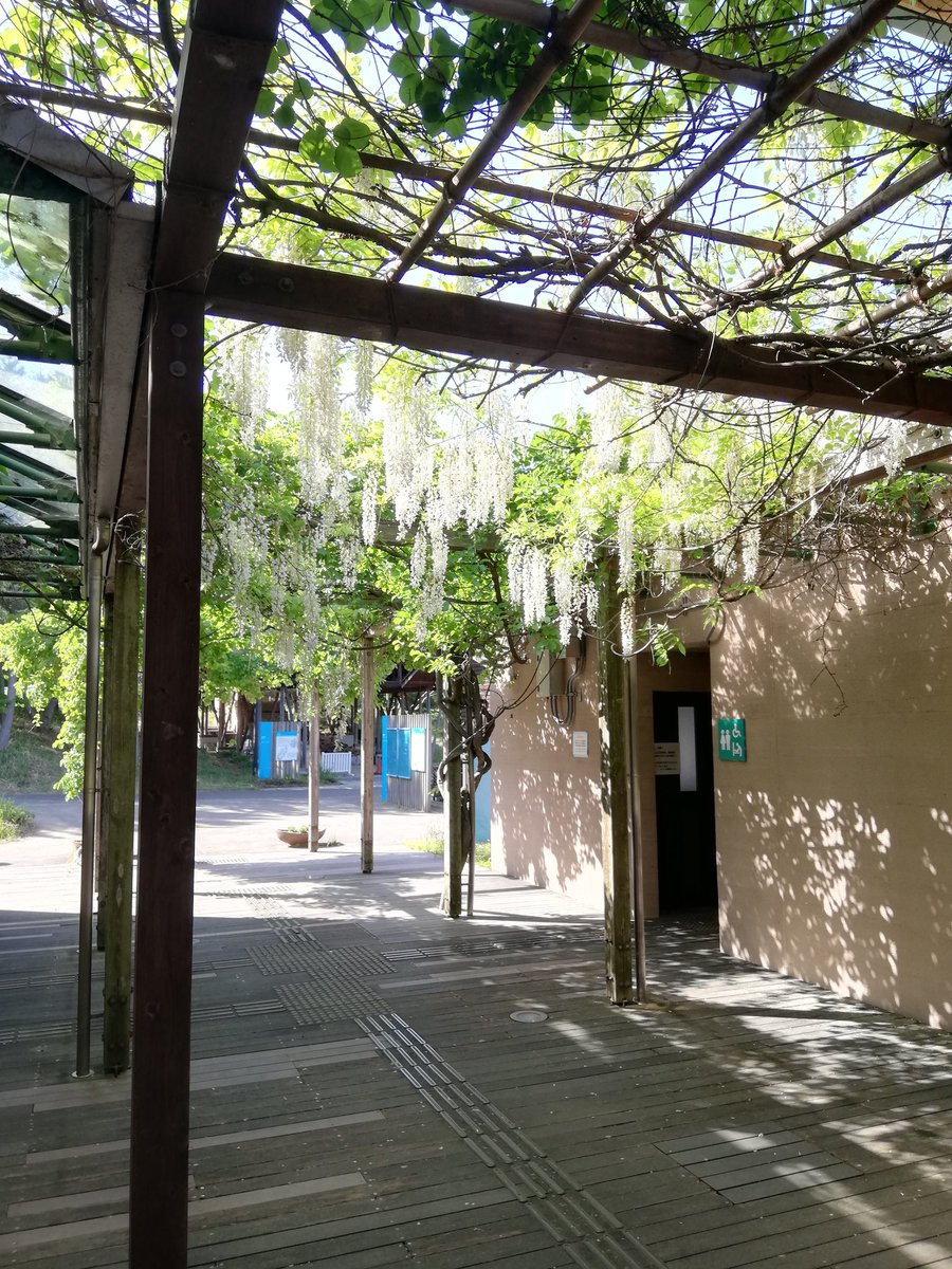 yiyin31405222's tweet photo. 16 "#DaneelOlivaw, ora conosciuto come #Hummin, stava aspettando un giovane studioso su una panchina all'interno del campus (3b)."
https://t.co/F7vvPbP016 https://t.co/XsS54o1ttw