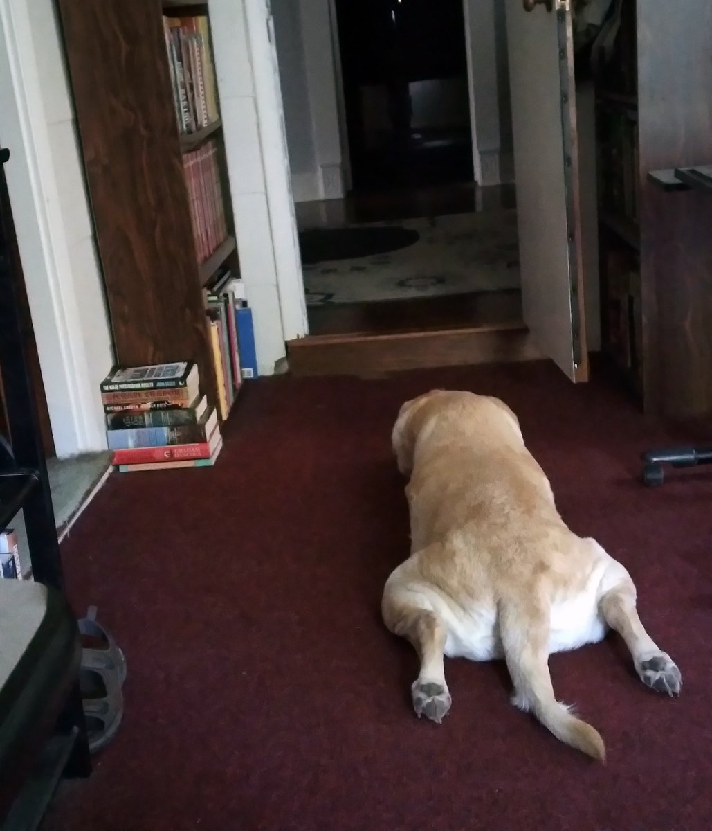 Some dogs are brave. Some dogs are heroes. Nope, not my Luna. She was made for napping. #Lazydog