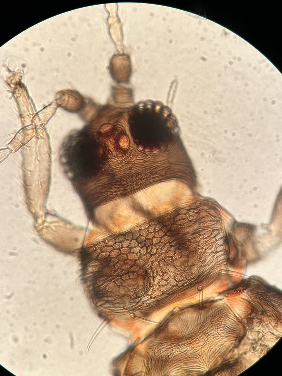 Tom Bilbo tweet media