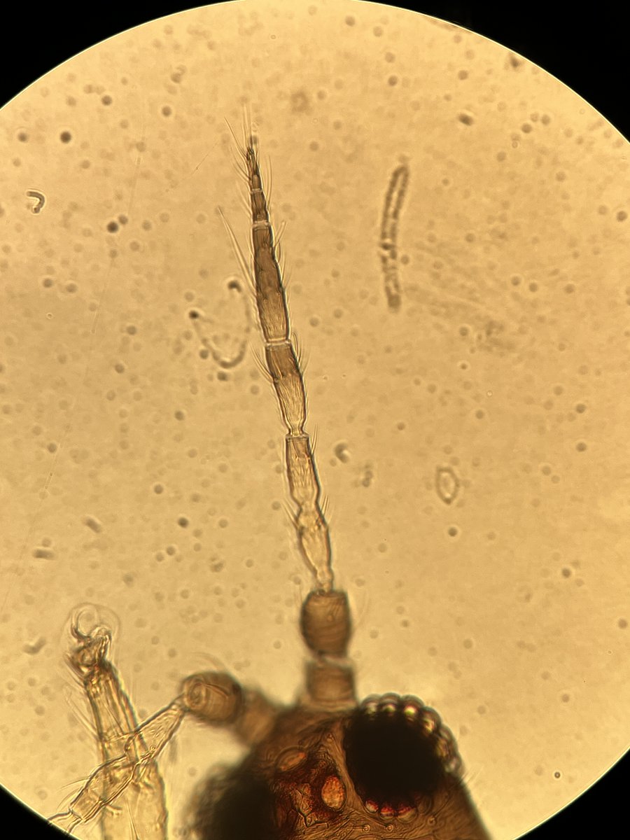 Tom Bilbo tweet media