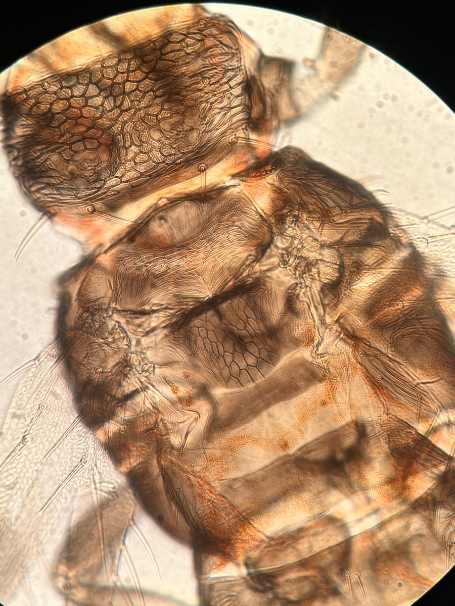 Tom Bilbo tweet media