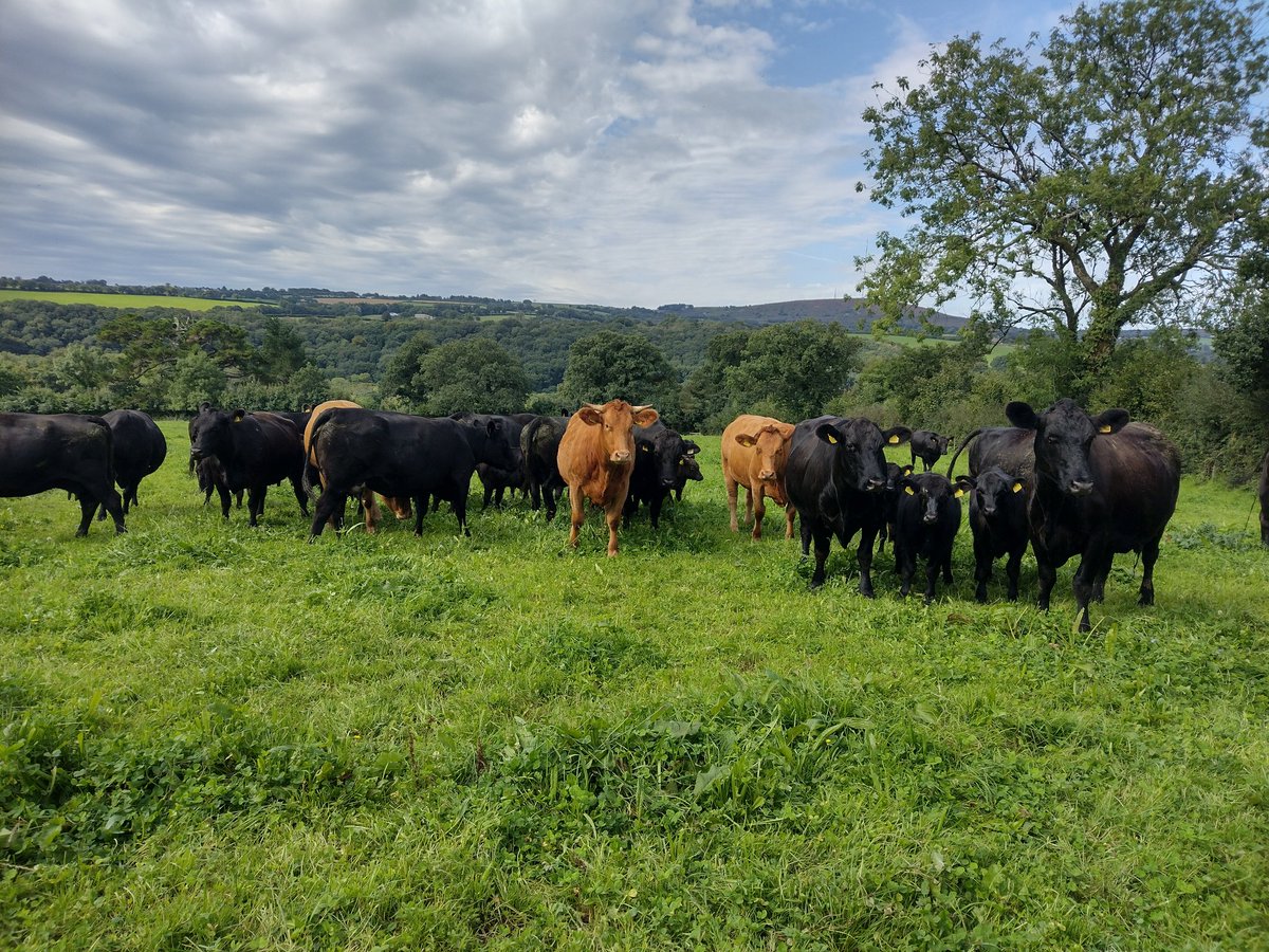 cvfarming's tweet photo. Enjoying the last of the long days of summer, shepherding, hay making and harvesting. An abundant summer in the end for us. Farm memories to last a lifetime for both the adults and children. https://t.co/MGB5LqLjXo