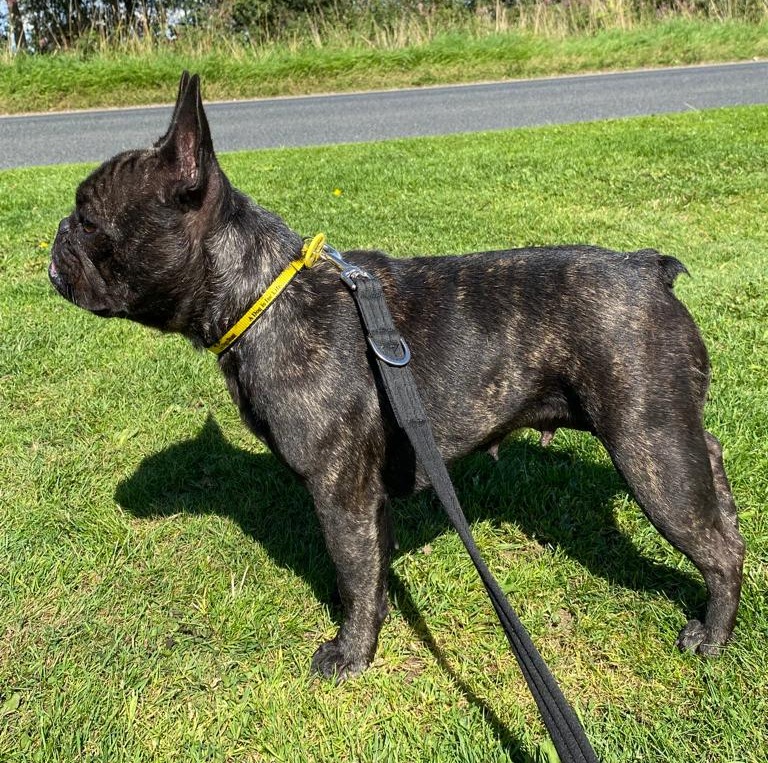 DT_Cumbria's tweet photo. Fleur the Frenchie enjoying an early morning walk. #fleur #frenchbulldog #adoptdontshop #adogisforlife #bullbreeds #brindledog #nolongerastray #checkachip #cumbria #cutedog @dogstrust https://t.co/k6vPP0DymH