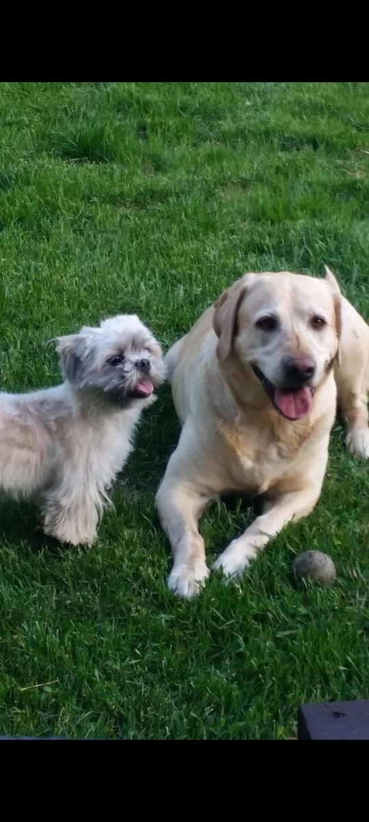 prostar187's tweet photo. Happy #ThrowbackThurdsday to the time Dad's friend Randy brought his dog pepper over and we became instant friends. https://t.co/twZgnSLPBC