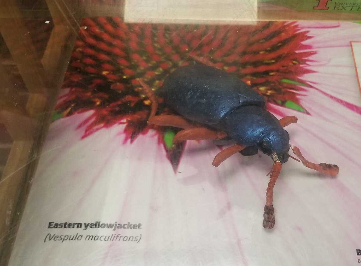 Found this strange yellowjacket at a rest area near Decatur Illinois