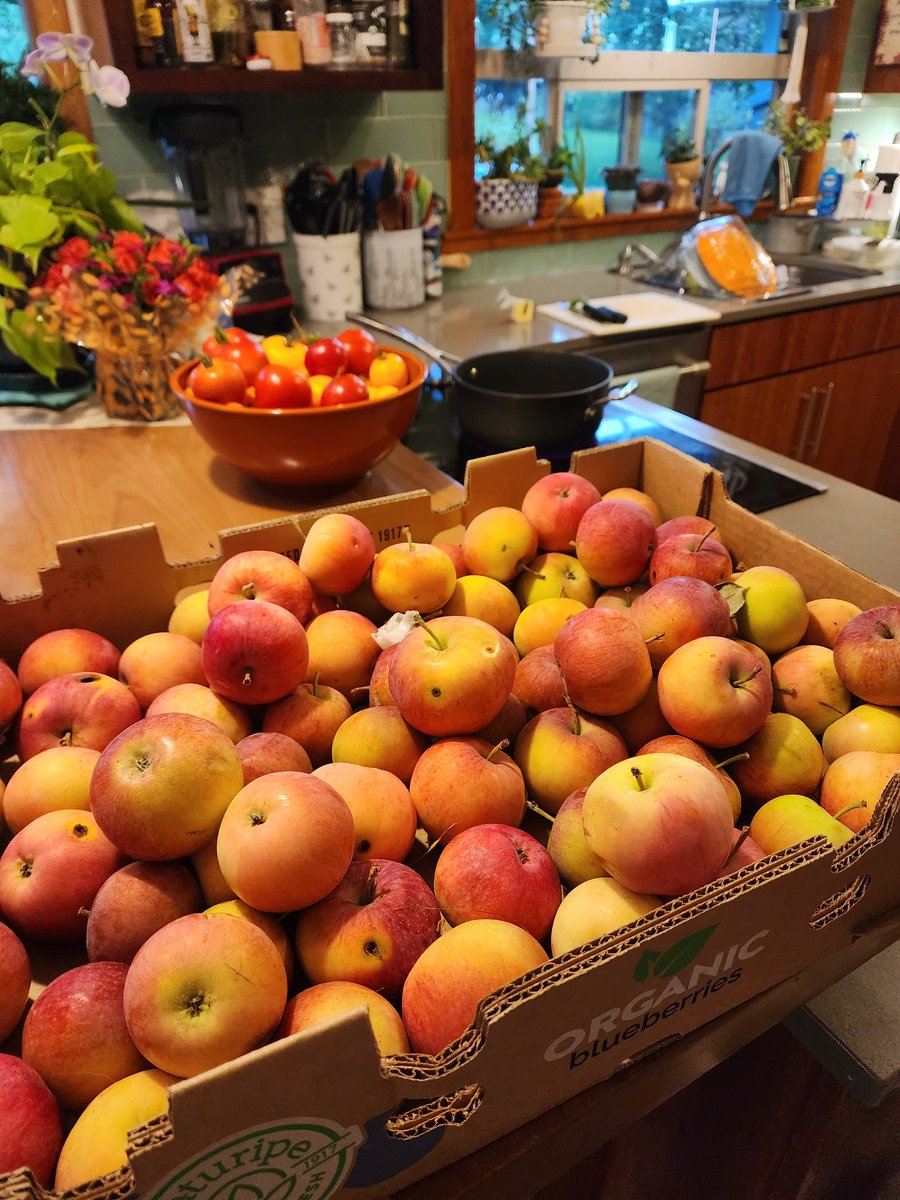 lifesizemind's tweet photo. It's time to stew some apples. This is merely a flesh wound on the bounty this year. #appletime https://t.co/gX4ujoMPJ9