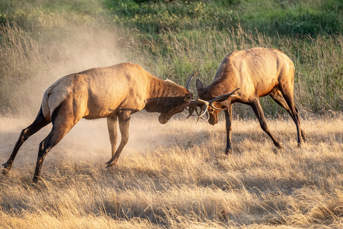 md_mocha's tweet photo. Saw some elk the other day, then i drove by a few days later and saw some fighting for them bitches. Love to see it. https://t.co/k40WD946QM