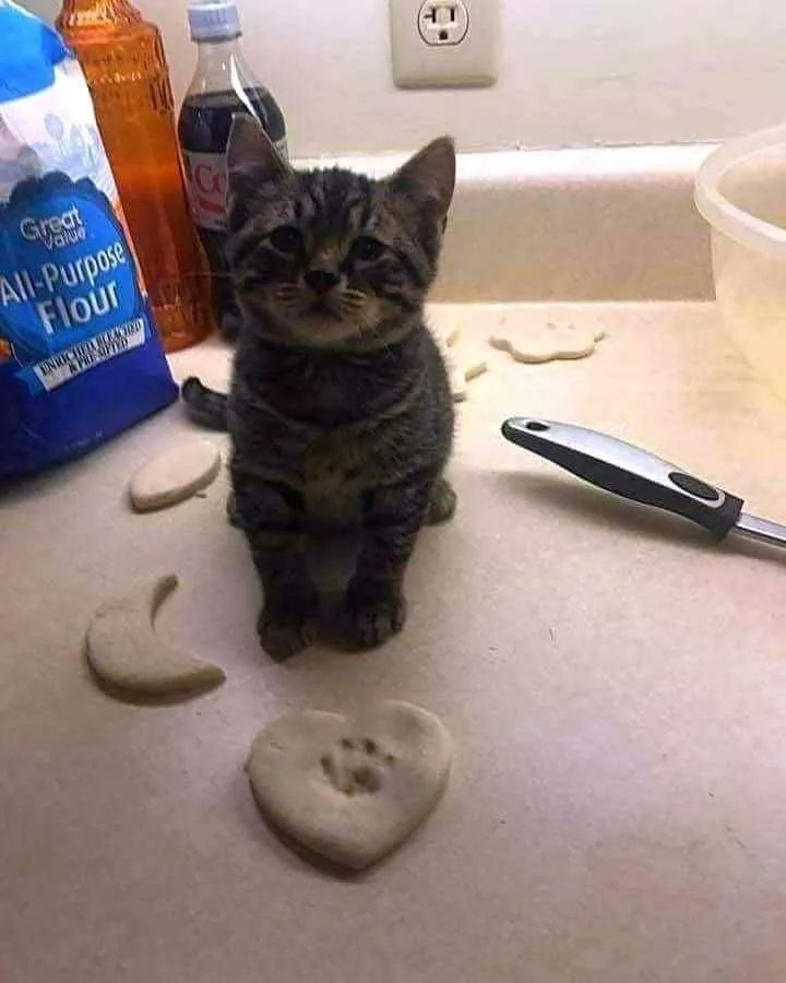 ShouldHaveCat's tweet photo. first time baking https://t.co/7eRL5QUBMT