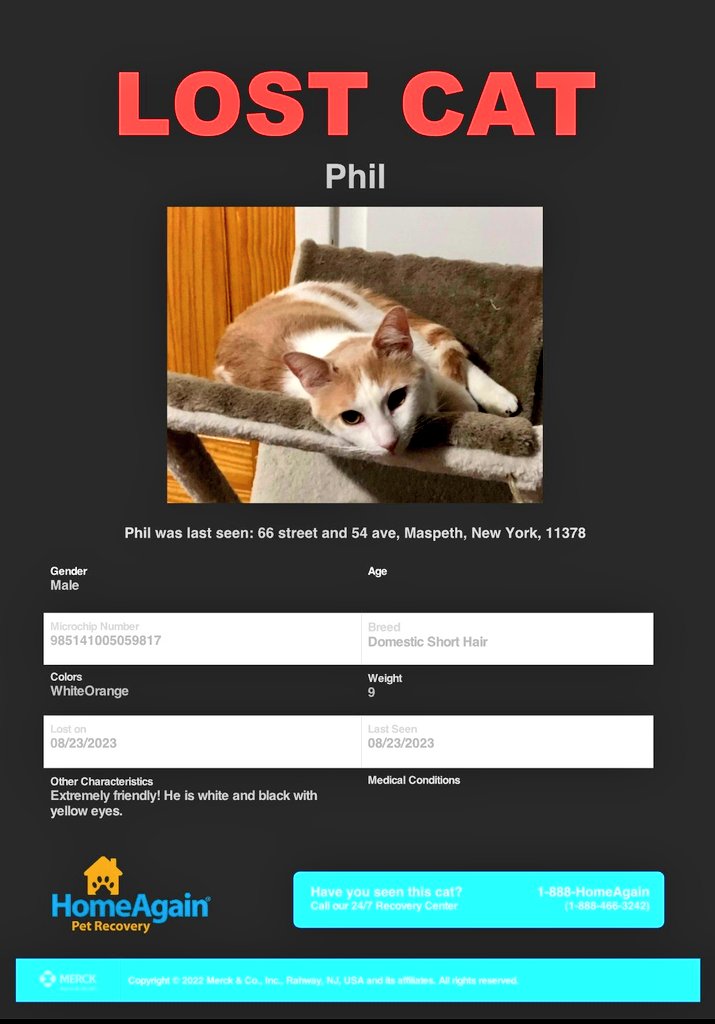 📢🇺🇸🆘️🗽😿Please RT to find Phil #NYC #missingcat #lostcat #Queens #maspeth
#CatsOfTwitter 🐈 
#CatsOfX