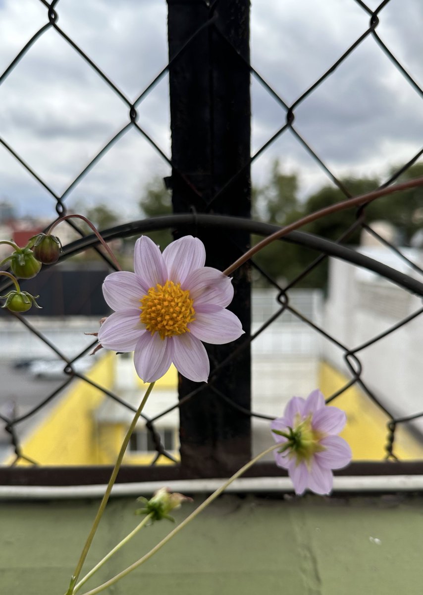 Las dalias y atrás la ciudad gris 🏙️