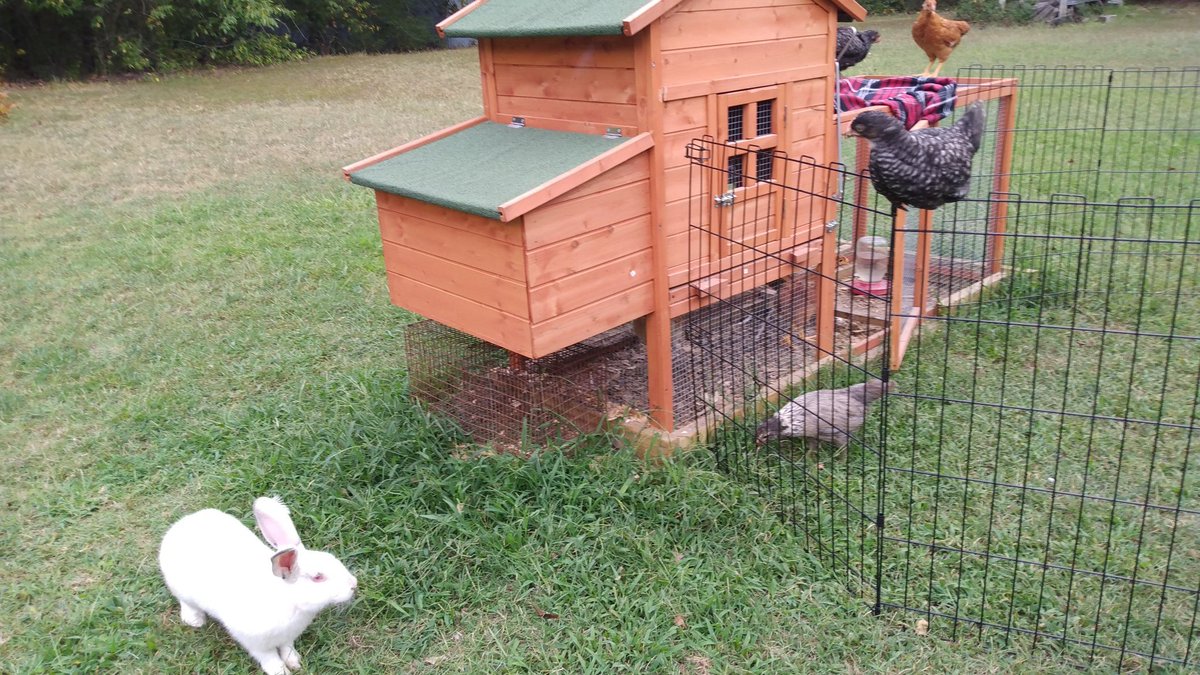enthusmiasma's tweet photo. Chaos. #Yardbirds #Rabbitry #LittlePoopers https://t.co/SOEPK1fROT