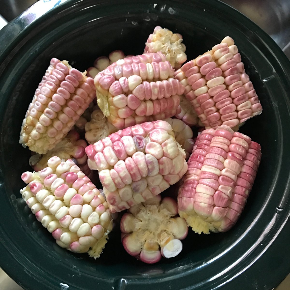 BioNutricion's tweet photo. Hay elotes que simple y sencillamente son guapos. Y ya, ese era todo el caption. 💕🌽

#decídete #comerico #norestricción #liberacióncorporal #confianzacorporal #alimentación #antidieta #saludmental #tca #haes #corn #maiz #elote https://t.co/ADcCNZMsI3