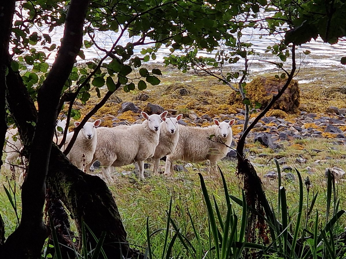The last night at <a href="/LochEilCentre/">Outward Bound Loch Eil</a> for the MacPherson Clan was spent down at Loch Eil having a campfire and toasting marshmallows 🔥 The views of Ben Nevis were 👌

<a href="/CHS_Chryston/">Chryston High School</a> <a href="/ChrystonFTT/">ChrystonFoodTech</a> @ChrystonHum
