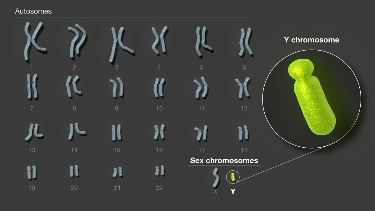 The complete sequence of a human #YChromosome—a major scientific feat co-led by #BaskinEngineering biomolecular engineering professor <a href="/khmiga/">Karen Miga</a>—showcases our dedication to unraveling genetic mysteries that underpin fundamental solutions to human disease.
news.ucsc.edu/2023/08/t2t-y-…