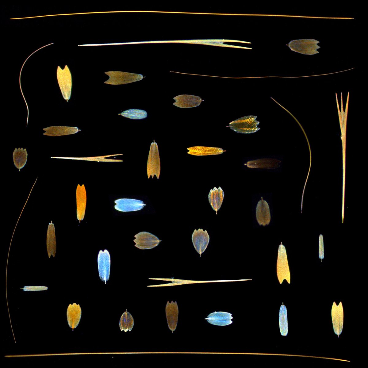 Anupama Prakash (@cyanandteal) on Twitter photo Did you know that #Butterfly wings are covered by scales of so many different shapes and sizes! Each of these scales are made by single cells. Our latest preprint from the <a href="/MonteiroLab/">Antonia Monteiro</a> investigates this diversity. 1/8
biorxiv.org/content/10.110… Did you know that #Butterfly wings are covered by scales of so many different shapes and sizes! Each of these scales are made by single cells. Our latest preprint from the <a href="/MonteiroLab/">Antonia Monteiro</a> investigates this diversity. 1/8
biorxiv.org/content/10.110…